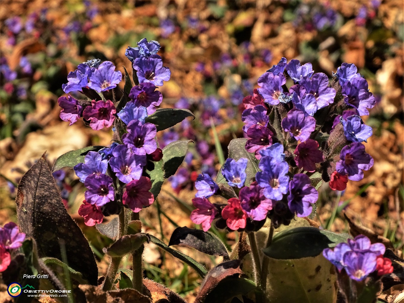 17 Fiori multicolori baciati dal sole sulla stradetta inizio Sentiero del Merlas.JPG